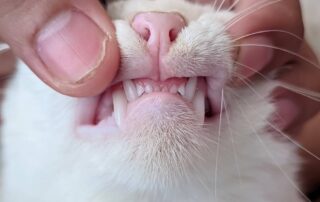 A close-up view of a person gently lifting a white cat's lip to inspect its teeth and pink gums.