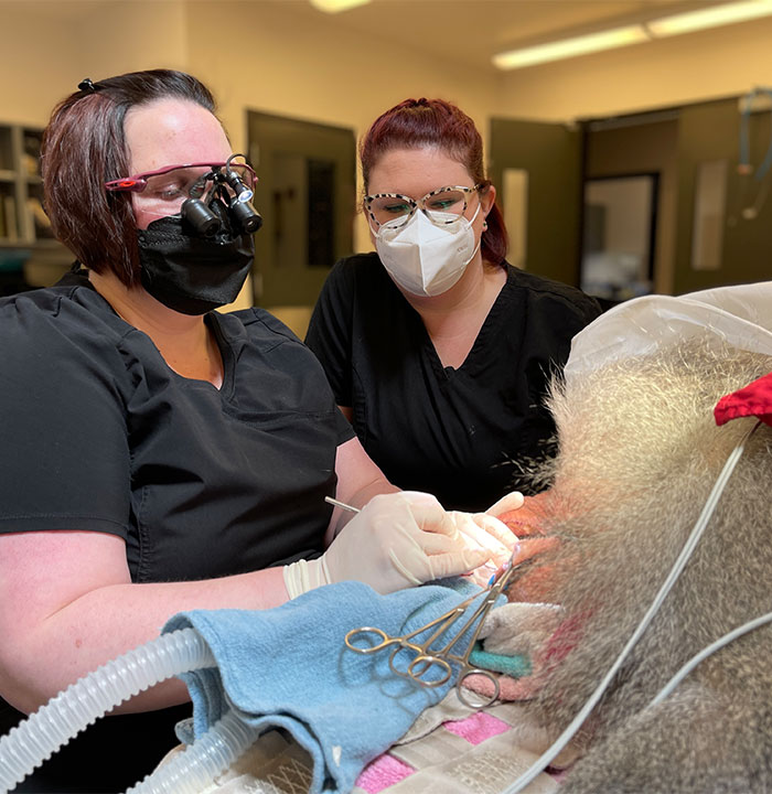 Endodontics North Bay Veterinary Dentistry