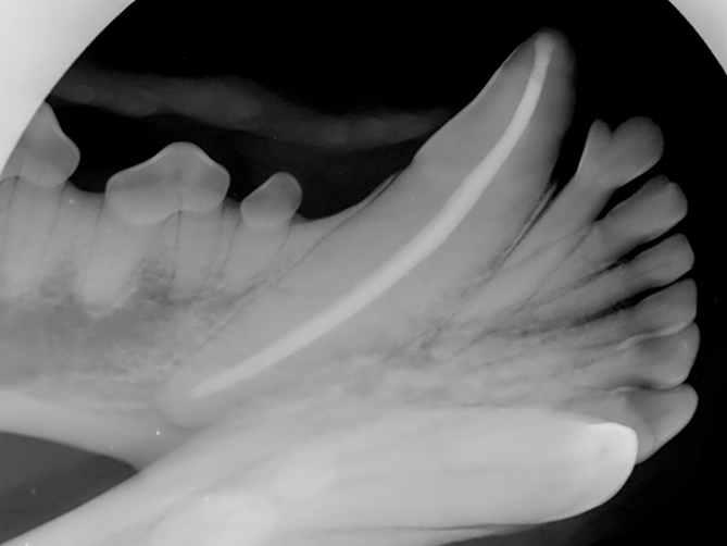 Endodontics North Bay Veterinary Dentistry