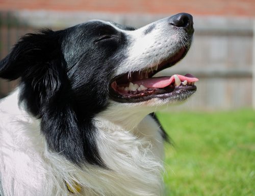 When Your Pet’s Jaw Dislocates: Emergency Care Guide for Worried Pet Parents