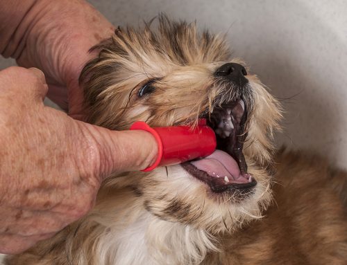 Is Your Pet Hiding Dental Pain? Nerve Blocks Can Help!