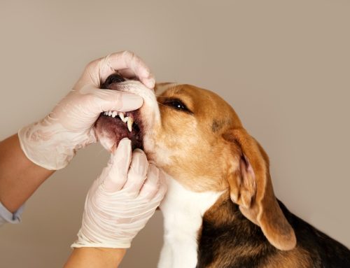 Is Your Pet Hiding Dental Pain? Nerve Blocks Can Help!