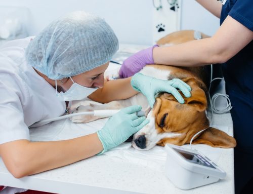 Dental Care for Seniors- They aren’t too old for anesthesia!