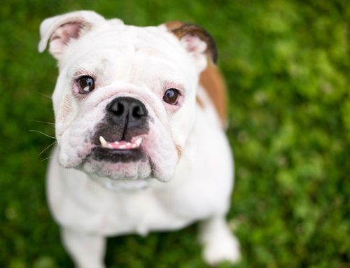 Common Dental Problems for Brachycephalics